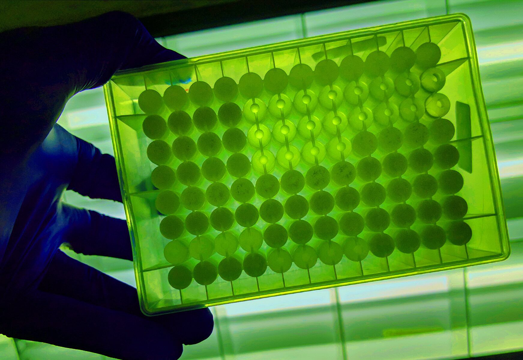 'Think of yeast as a factory...' Microbial fermentation can deliver CBD with consistent purity at a lower cost, says Demetrix