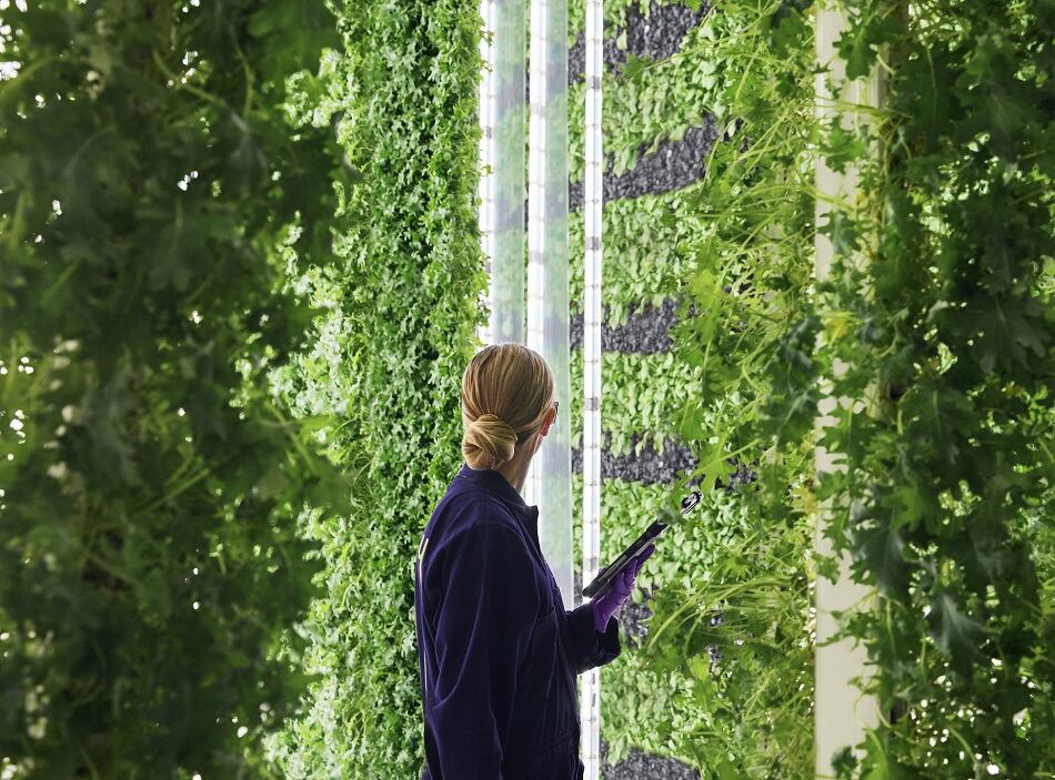 Plenty rolls out hydroponic leafy greens to Albertsons California stores