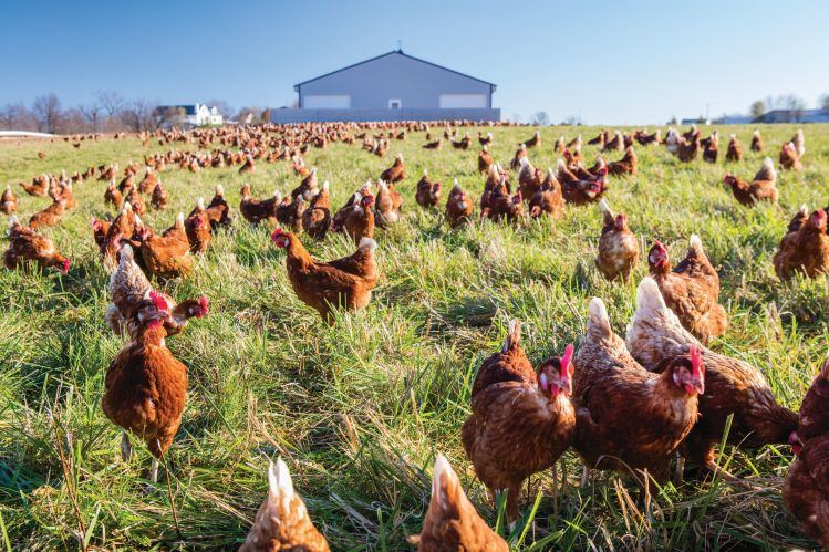 Egg-Innovations-CEO-Cage-free-is-a-step-in-the-right-direction-but-it-isn-t-meeting-the-entire-needs-of-birds.jpg