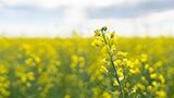 How canola protein is shaping the future of plant-based innovation