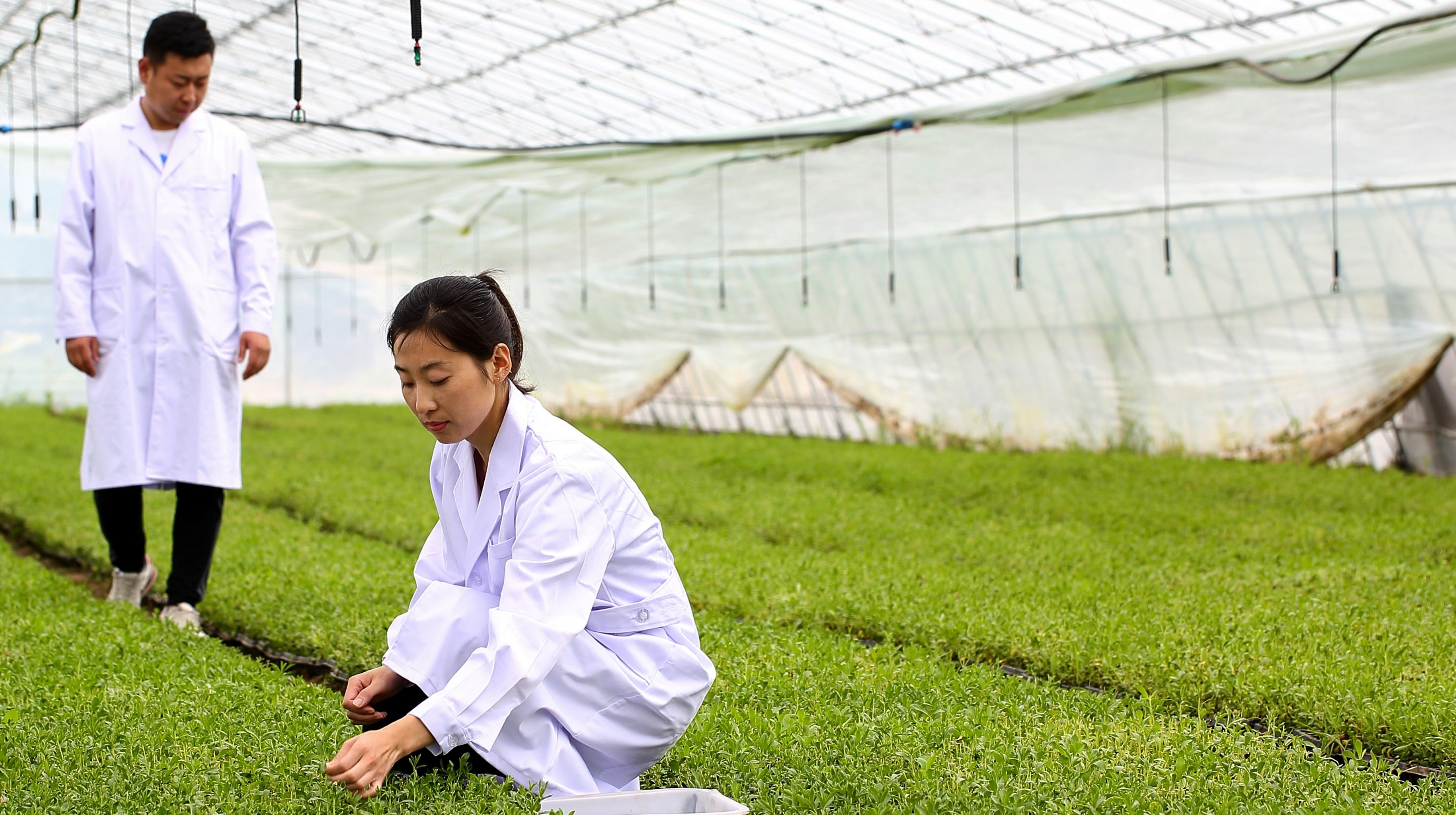 ‘A critical milestone’ for stevia: HOWTIAN achieves up to 12% average Reb A yield this season 