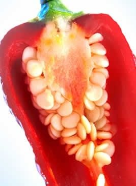Flavors-peppers-Kalsec.jpg