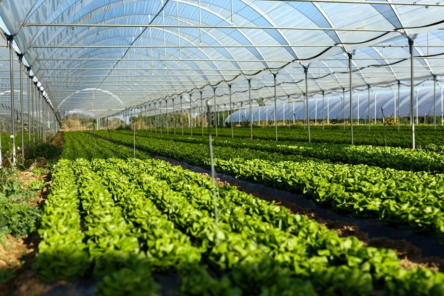 Former-FDA-Frank-Yiannas-to-bring-multidimensional-risk-assessment-to-Revol-Greens-as-safety-advisor.jpg