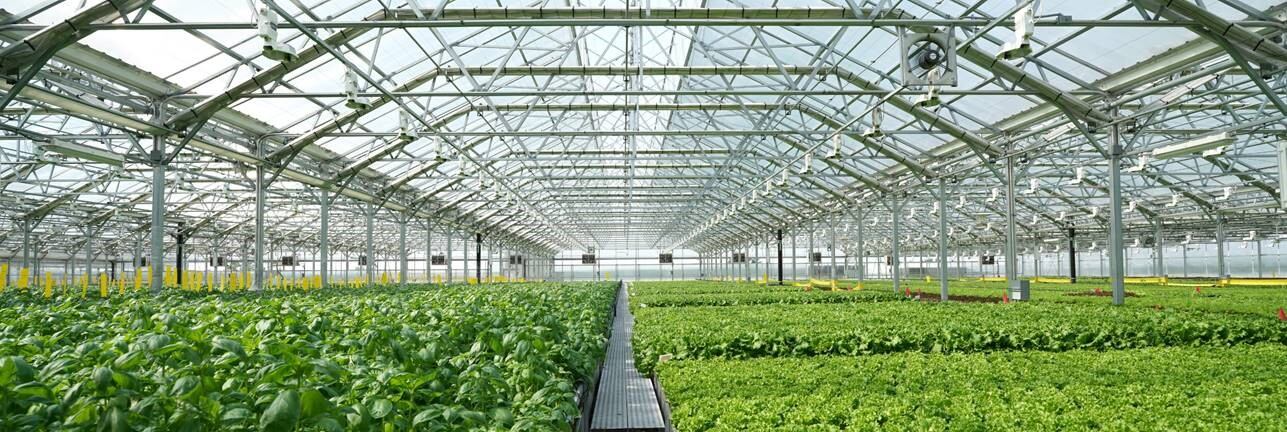 GothamGreens.jpg