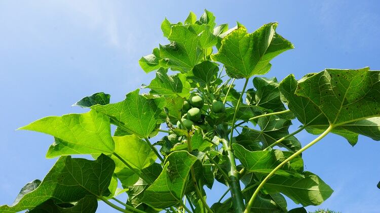 jatropha-wahid-hasyim-asyari.jpg