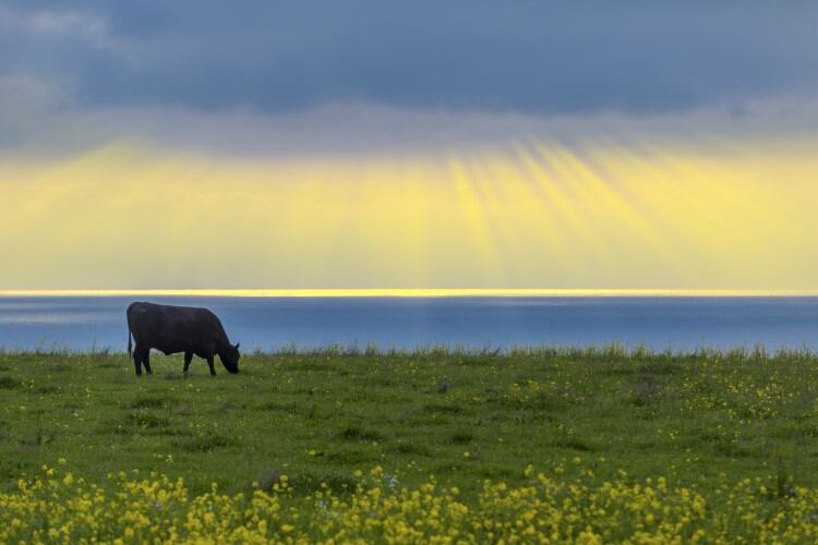 Largest US dairy state could be climate-neutral by 2027 – study
