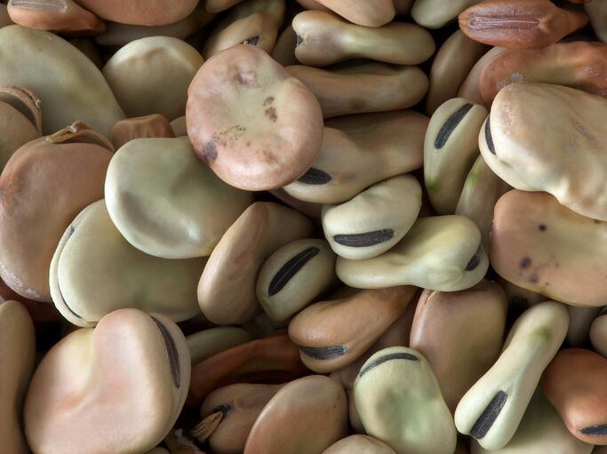 fava-faba-broad-beans-Credits-luderPt.jpg