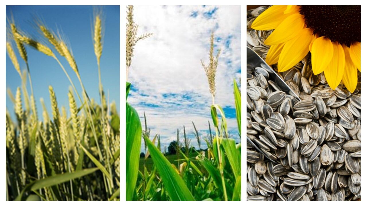 Mintec-Rabobank-probe-impact-of-Russian-invasion-of-Ukraine-on-wheat-corn-oilseeds.jpg