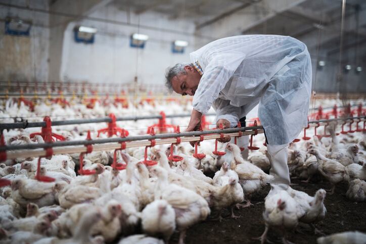 Tyson’s iconic chicken segment’s margins tighten in face of ‘unpredictable and sizeable’ market swings