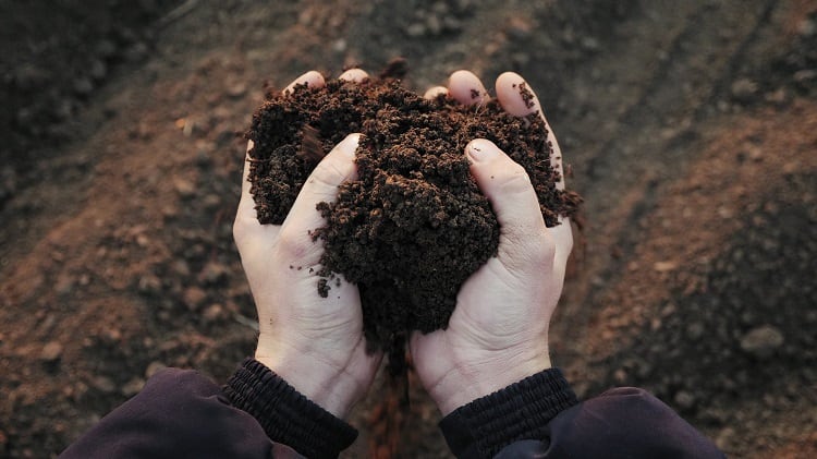 soil-Dmytro-Diedov.jpg