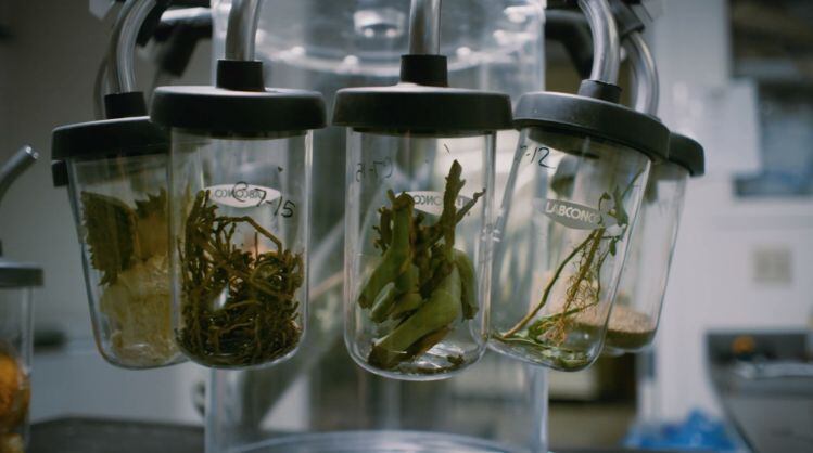 Brightseed raises $27m to fuel its AI-powered phytonutrient discovery platform