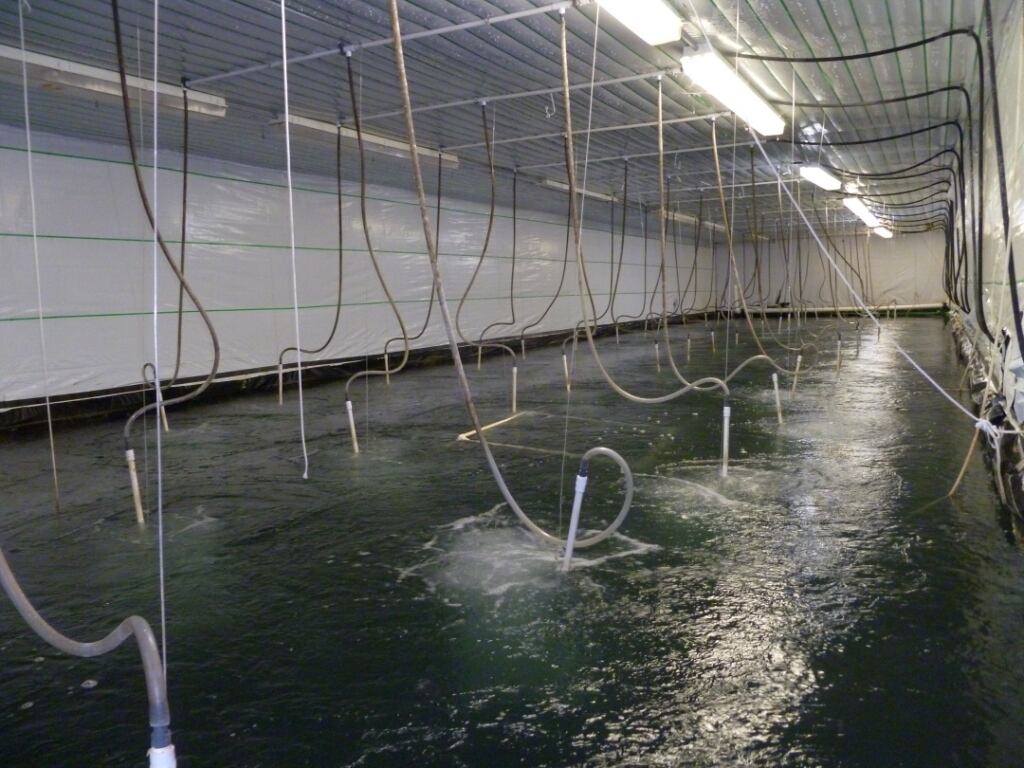 Shrimp-growout-tank.jpg