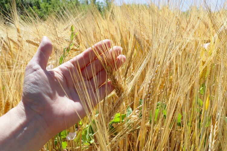Wheat-regenerative-agriculture-Getty.jpg