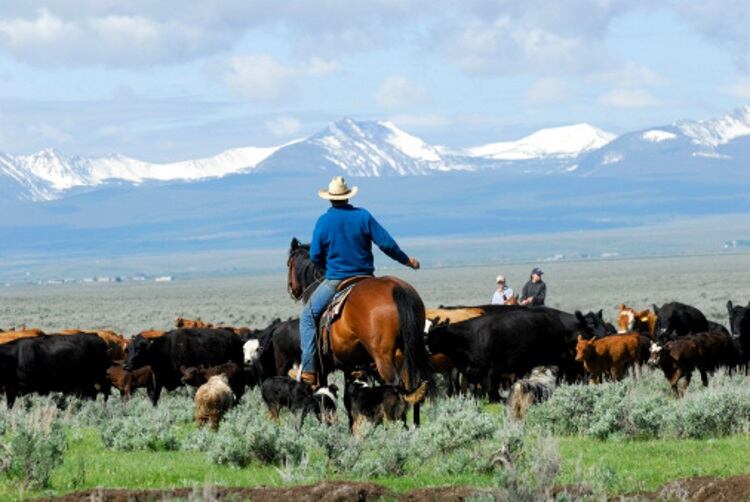 New cattle care system unveiled