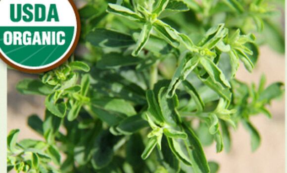SGF-Organic-stevia.jpg