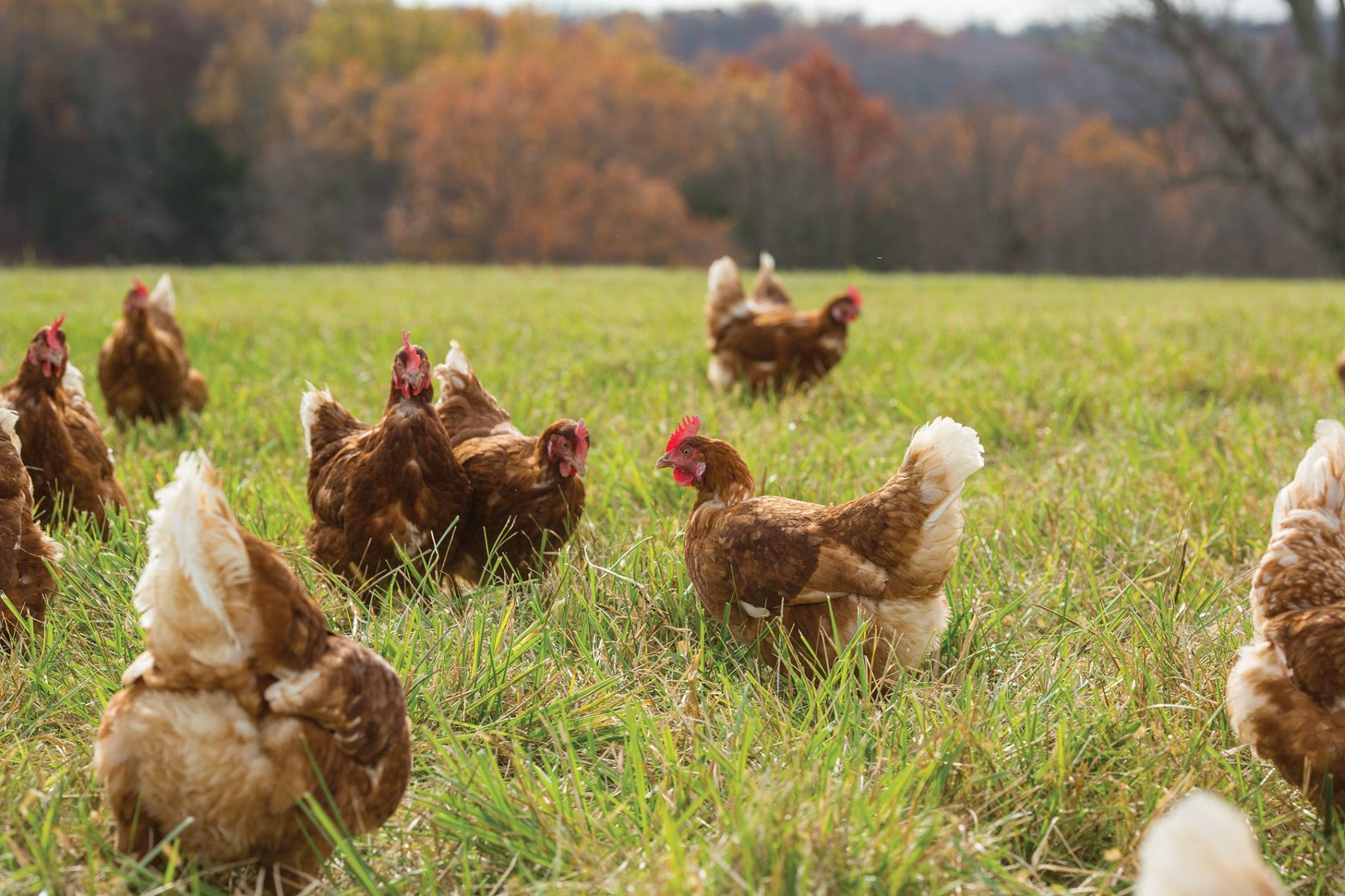 Egg-Innovations-hens.jpg