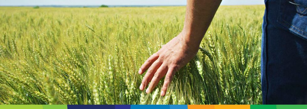 Regenerative-Agriculture-The-Next-Frontier-in-Advancing-Climate-Goals.jpg