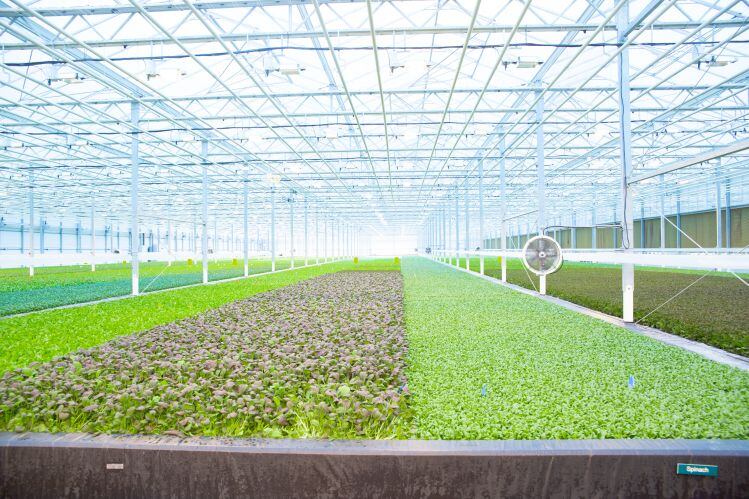 BrightFarms raises $100m+ in Series E, predicts half of leafy greens could be grown via indoor farming ‘in a decade or so’