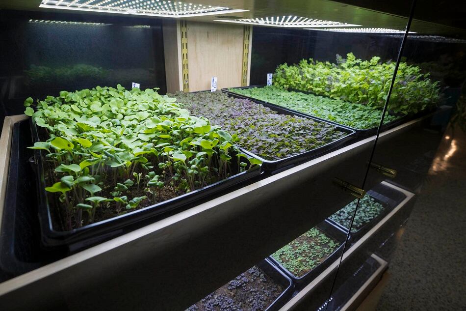 Babylon Micro-Farms attracts $3m seed funding to scale nationally