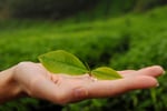 green-tea2-istock-Floris-Slooff.jpg
