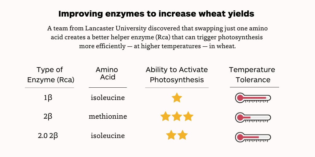 Improving-wheat-yeilds.png
