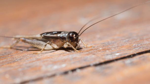 edible-insects-istock-photo-chyball.jpg