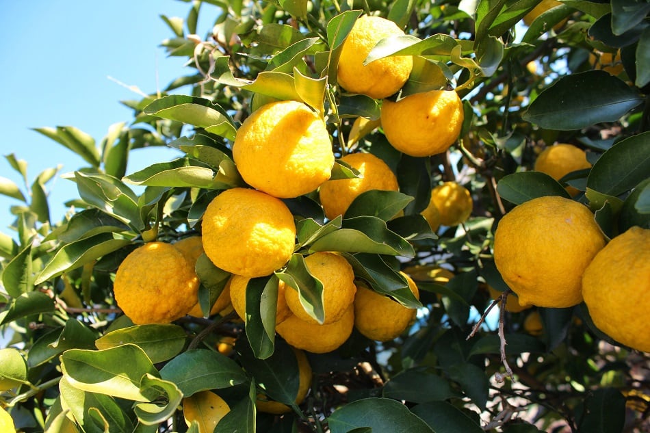 Firmenich spotlights ginger and yuzu as flavors that 'embody the spirit of the times'