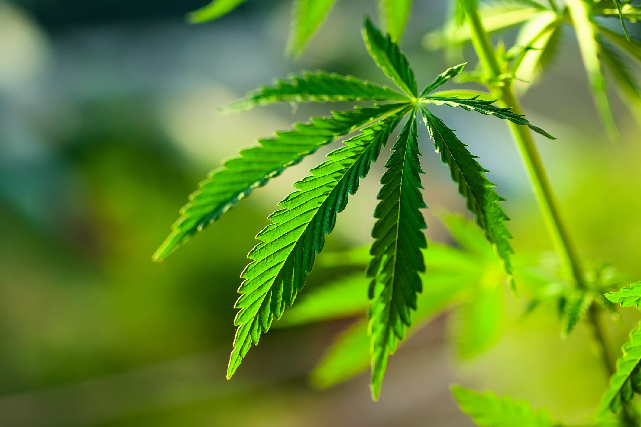 FDA-revises-consumer-info-on-CBD-says-ingredient-is-not-GRAS-sends-15-CBD-warning-letters.jpg