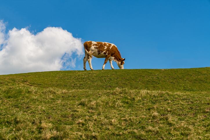 ‘The first dairy company to get serious’: Danone’s ambitious plan to ‘turn the tide on global heating’