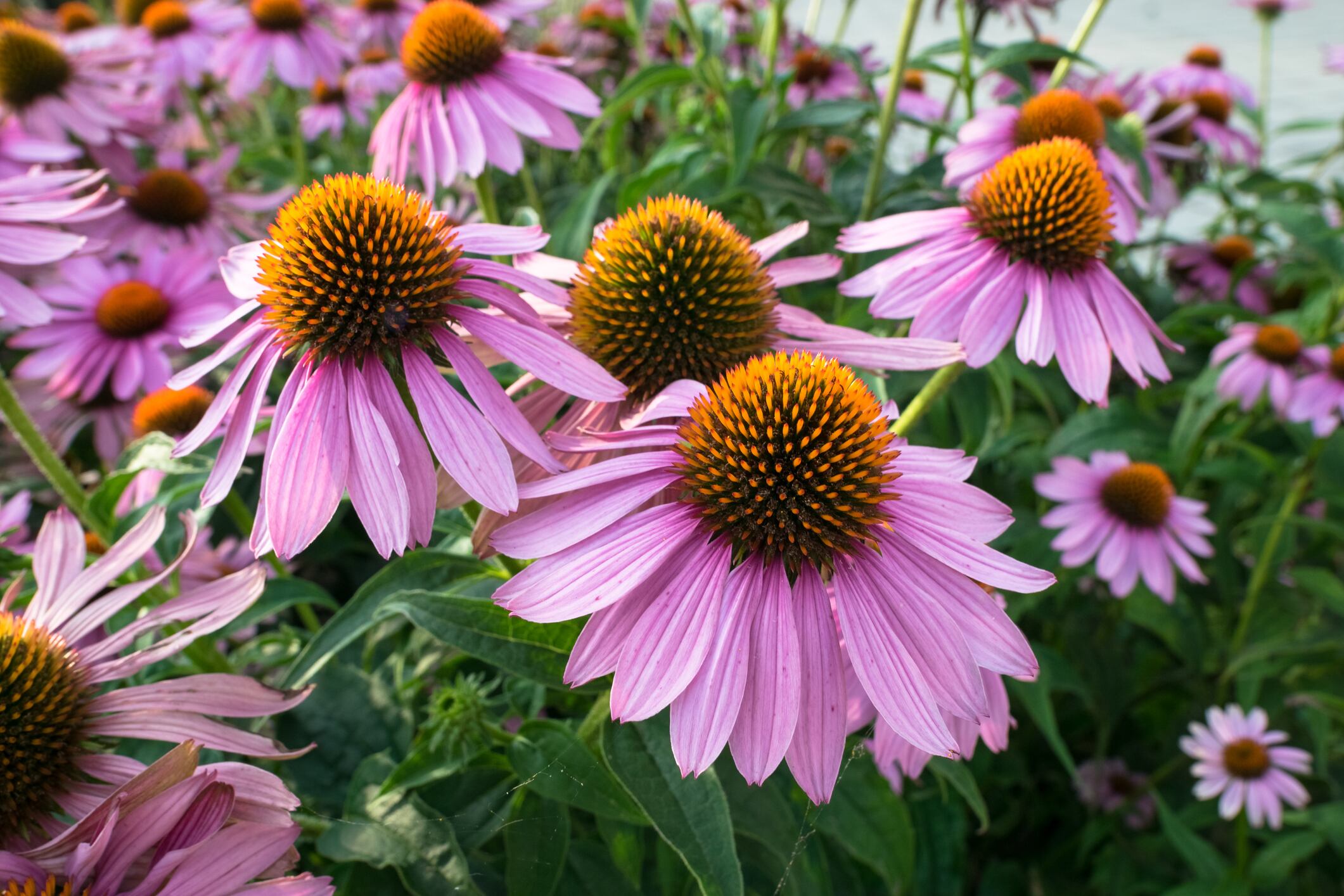 Echinacea demand spike likely to cause bottlenecks, price increases