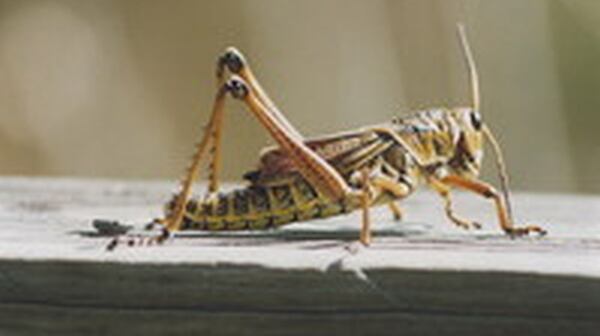 cricket.jpg