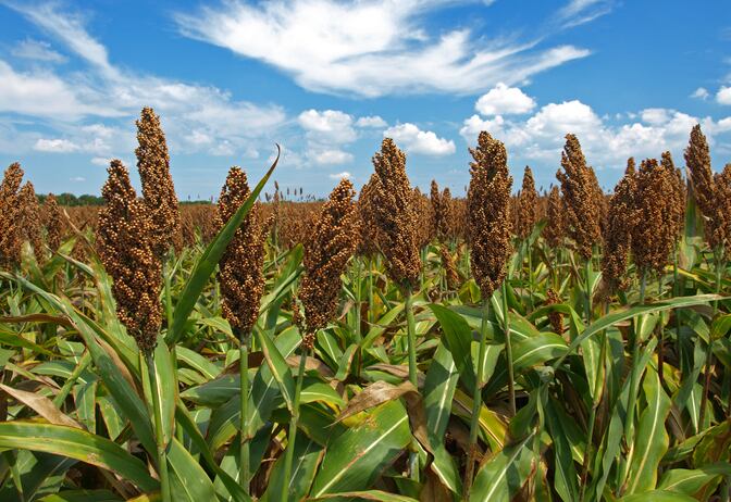 Prebiotic potential of high tannin sorghum strains quantified in study