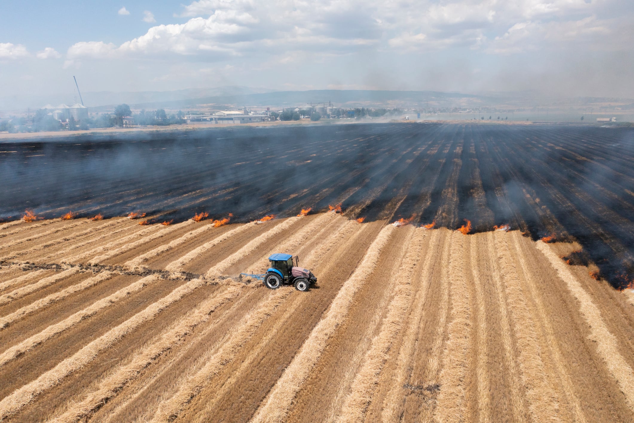 3 food crops resilient to climate change (and 3 less so)
