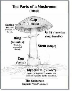 mushroom-diagram-Shane-Mulholland-forestorganics68_large.jpg