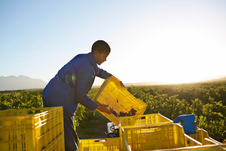 The Trump administration eased visa requirements for farm labor.