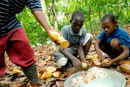 cocoa-child-labour-credit-International-Cocoa-Initiative.jpg