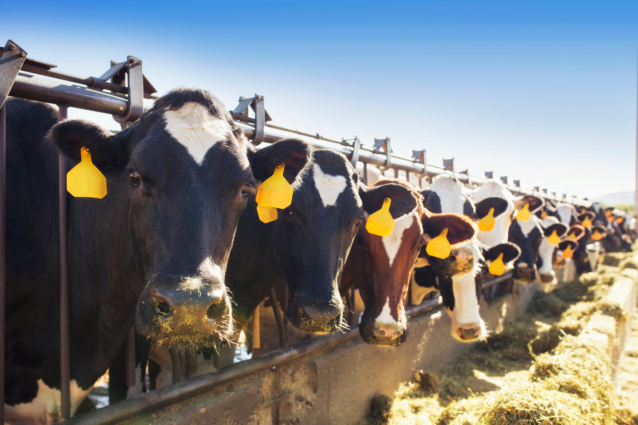 How AI integration is boosting dairy farms and value chains across Africa