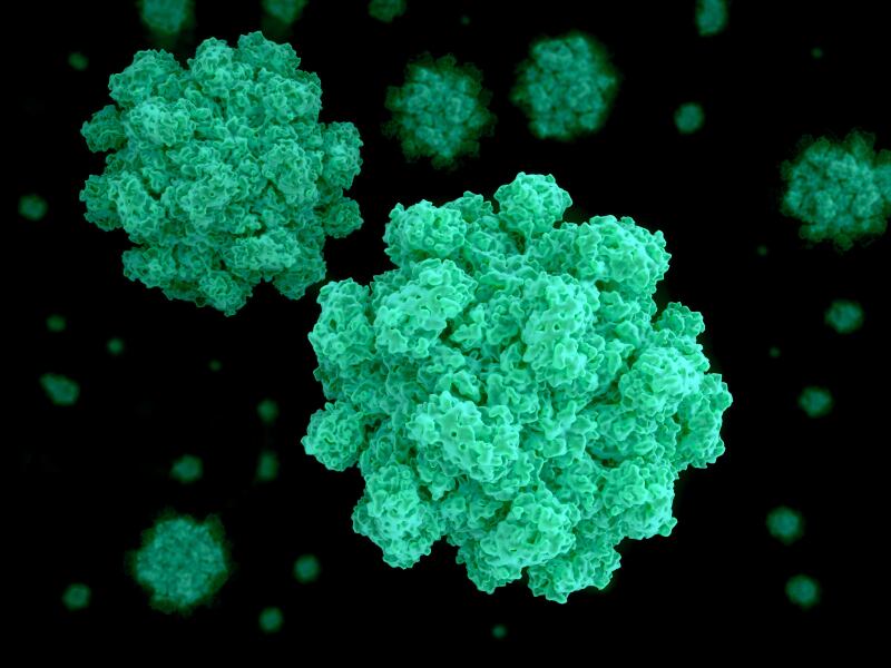 Norovirus.jpg