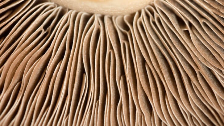 Tapping-into-the-2b-mycelium-market-to-improve-alternative-protein-innovation.jpg