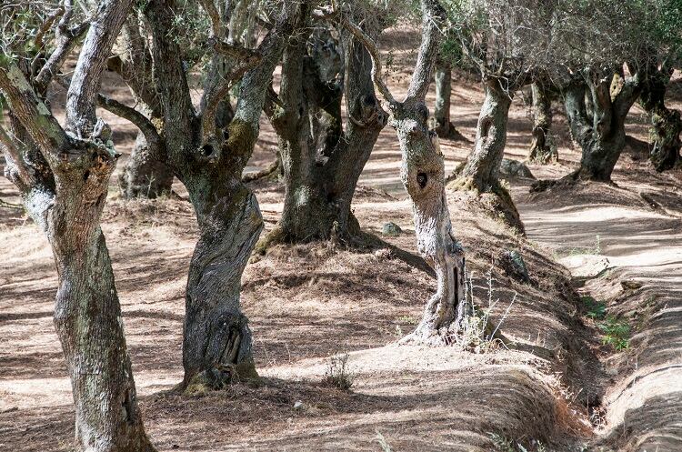 Heatflation-olive-grove-GettyImages-Gwenvidig.jpg
