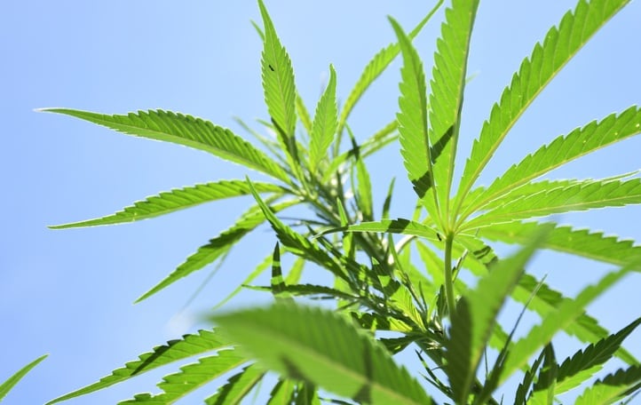 Federal hemp regulation could open up beverage innovation opportunities