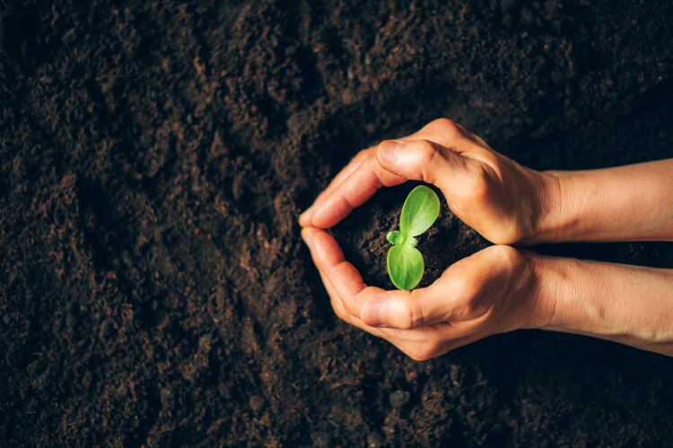 GettyImages-jchizhe-soil-plant-regenerative.png