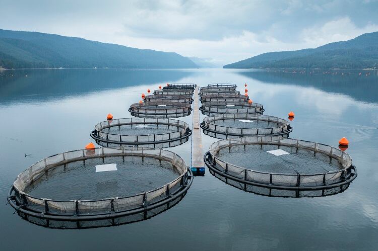 Aquaculture-GettyImages-ArtistGNDphotography.jpg