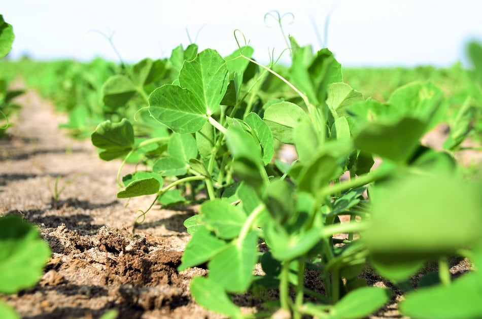 PURIS Holdings and LIVEKINDLY Collective team up on sustainable, plant-based foods mission