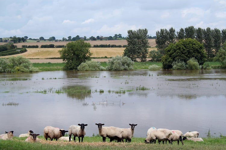 Sogflation-sheep-GettyImages-hmproudlove.jpg