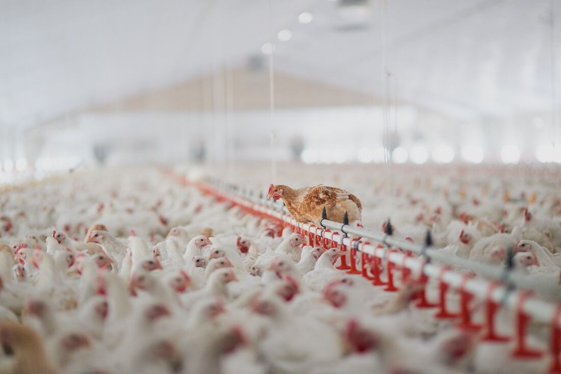 Majority-of-animal-protein-companies-too-slow-to-act-on-pressing-sustainability-risks-reports-FAIRR.jpg