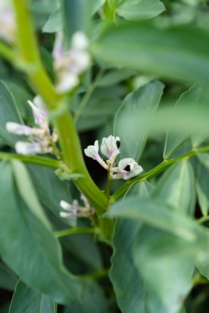 Fava-plant-1.jpg