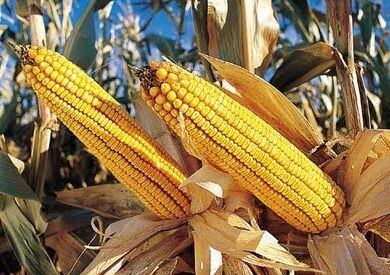 bt-corn.jpg