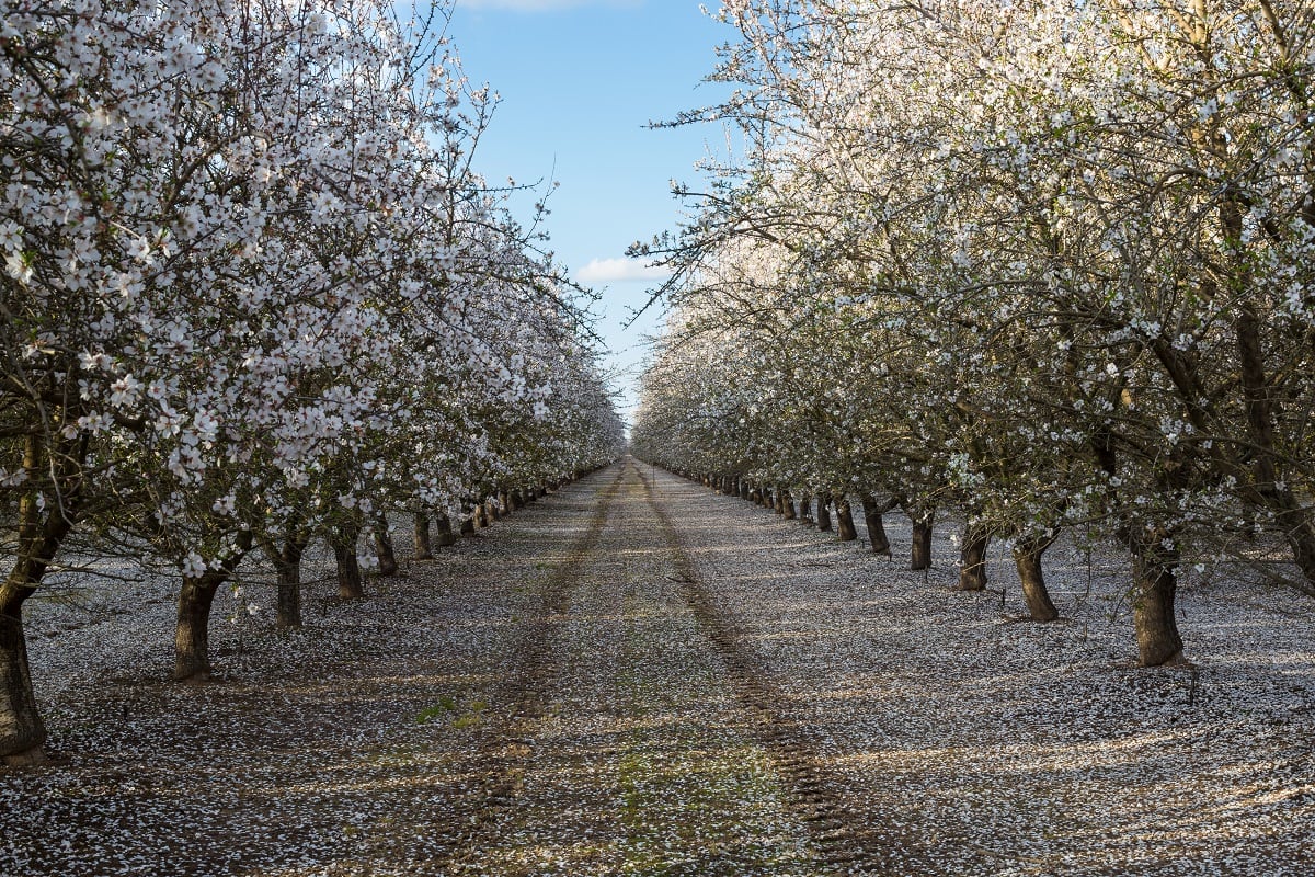 Haagen-Dazs-almond-trees.jpg