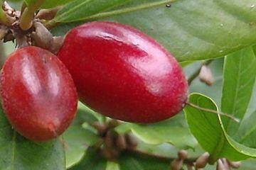 miracle_berry.jpg